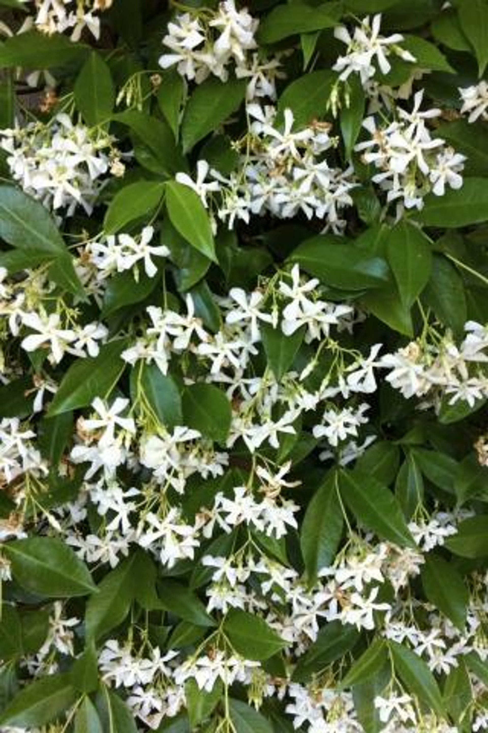 Trachelospermum jasminoides | Creature's Plants & Coffee