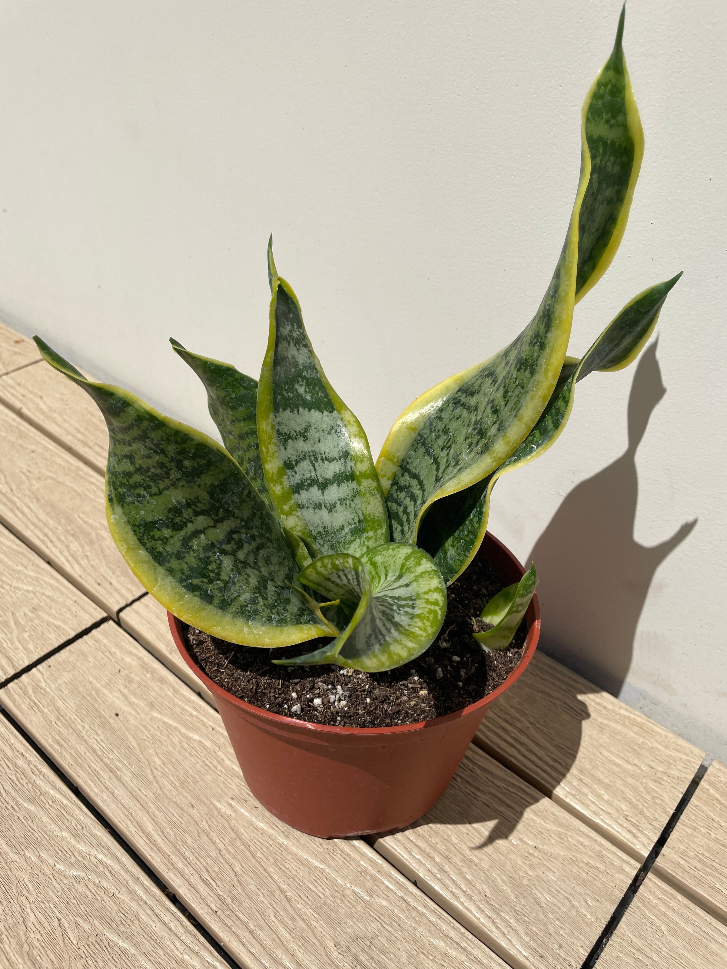 Sansevieria trifasciata 'Twisted Sister' | Creature's Plants & Coffee