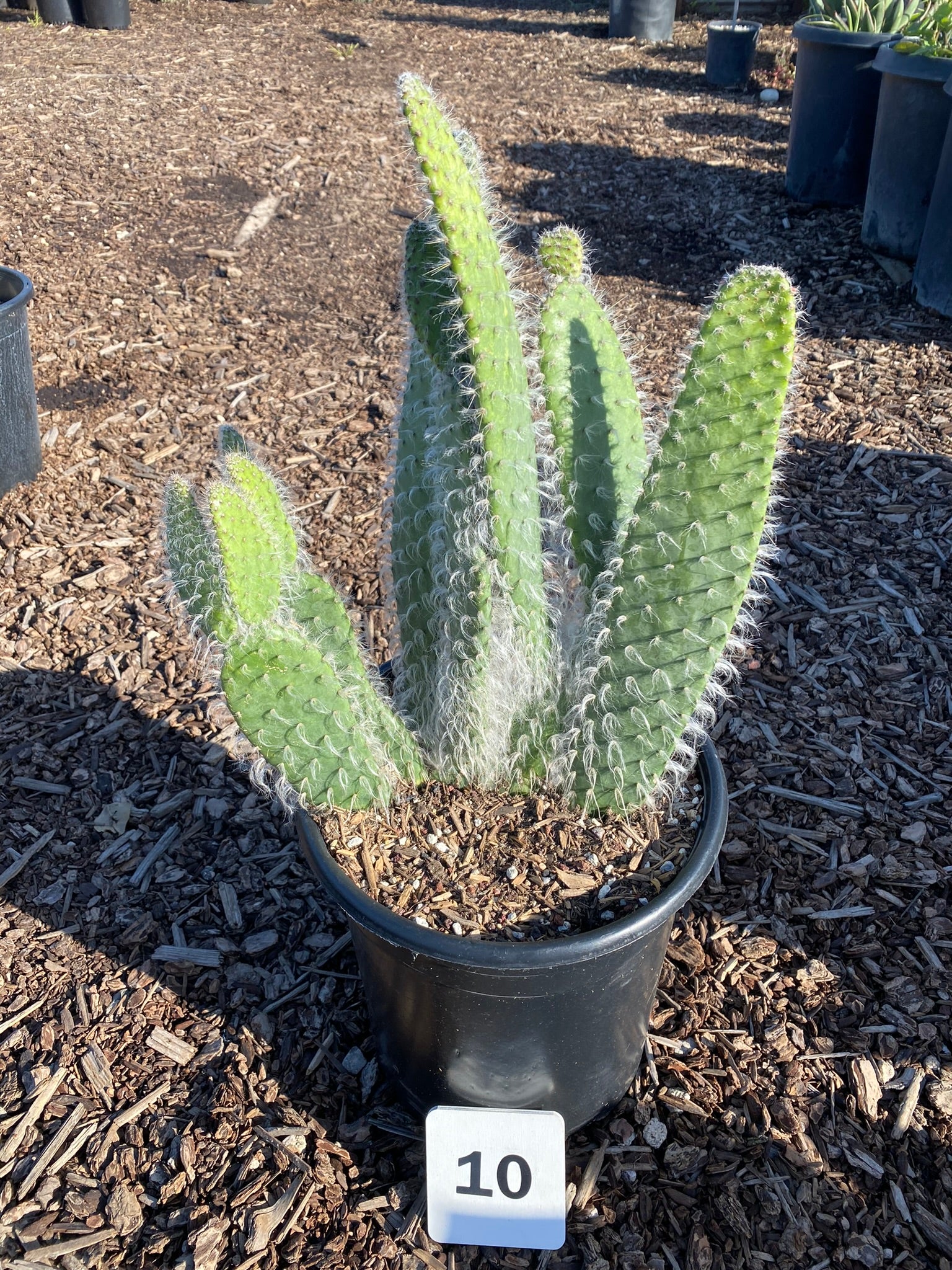 Opuntia Pailana 'Wooly Pads' | Creature's Plants & Coffee