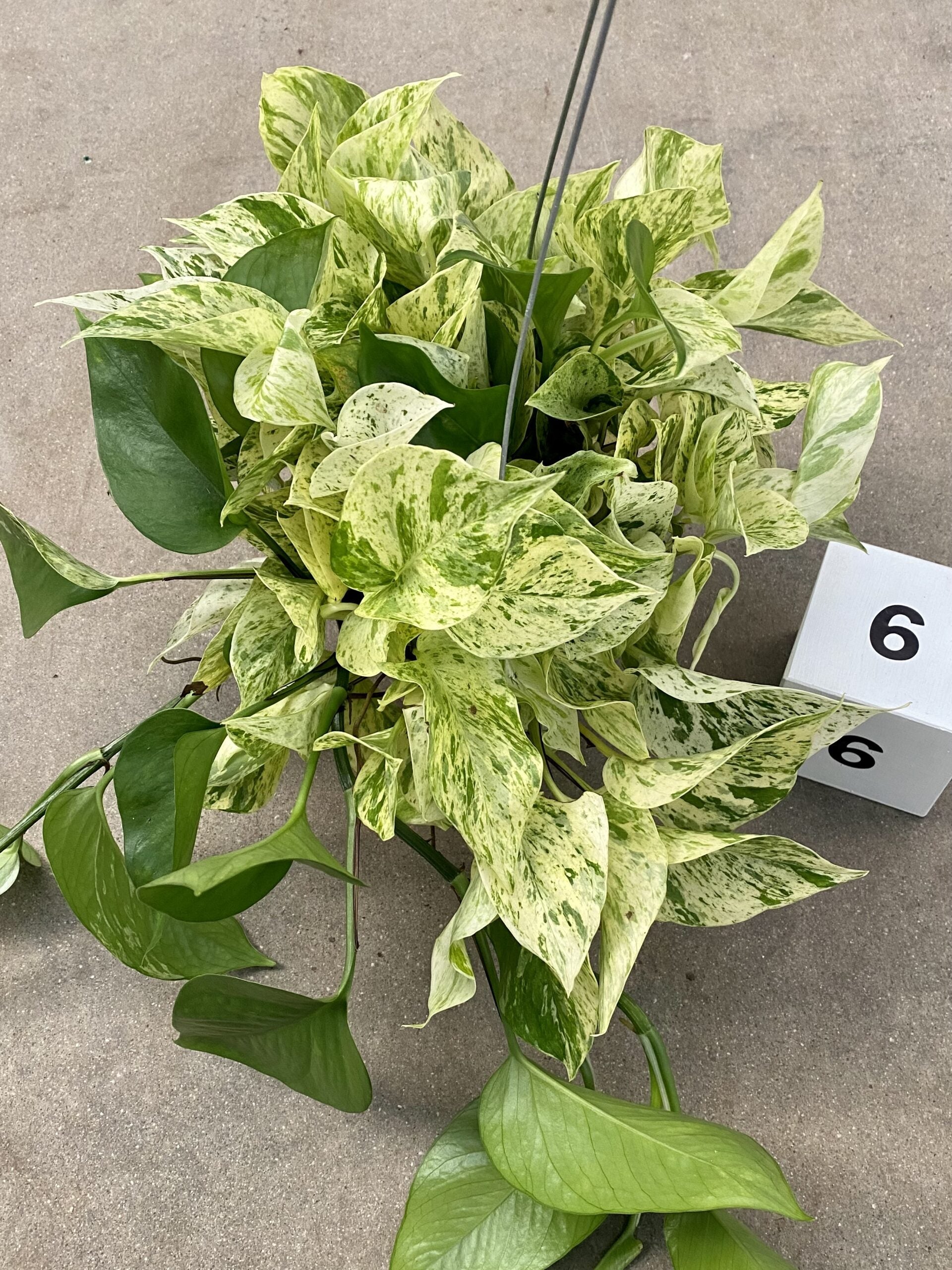 60cm plant pot Urban Plant Pot 60cm Height 58cm Dia Jumbo Charlie XS Beige Washed – Plants  For All Seasons main image 1