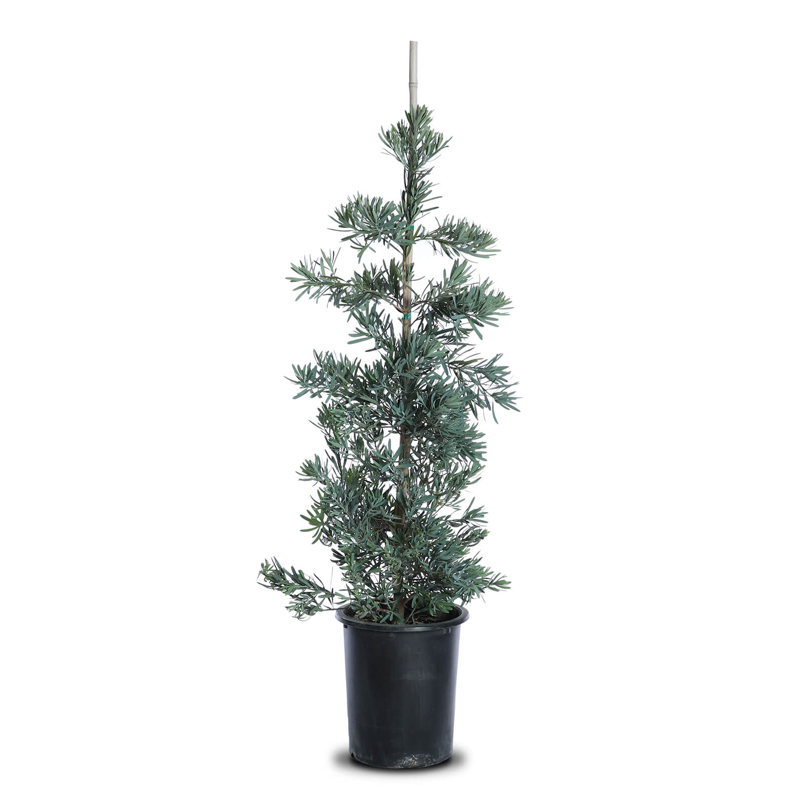 thuja martin erfahrungen Riesenlebensbaum 'Martin' | kaufen main image 0